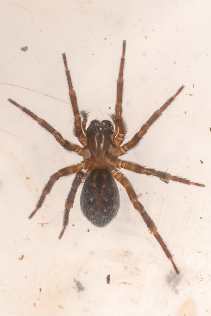 Cybaeopsis wabritaska