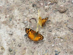 Tegosa orobia ursula