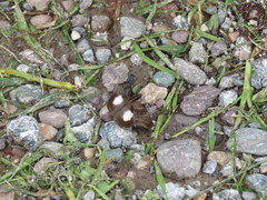 Theagenes albiplaga