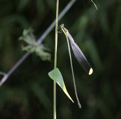 Mecistogaster amalia