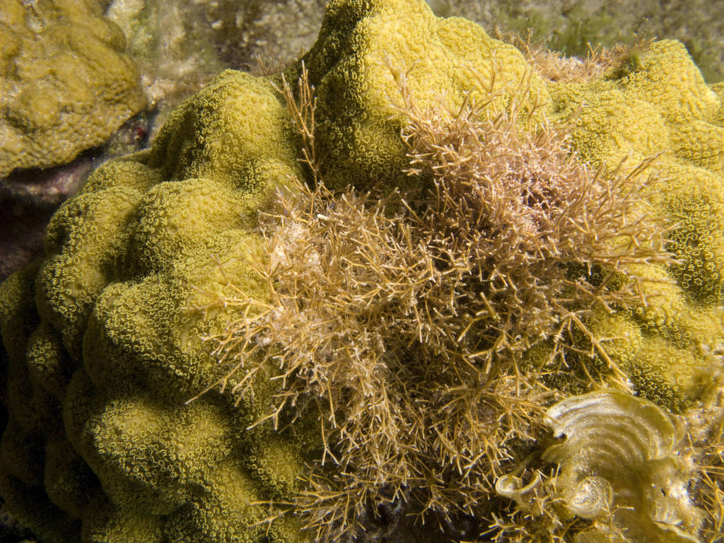 Fragile Coral Weed Algas Marinas De Costa Rica INaturalist Fragile coral weed algas marinas de costa rica inaturalist