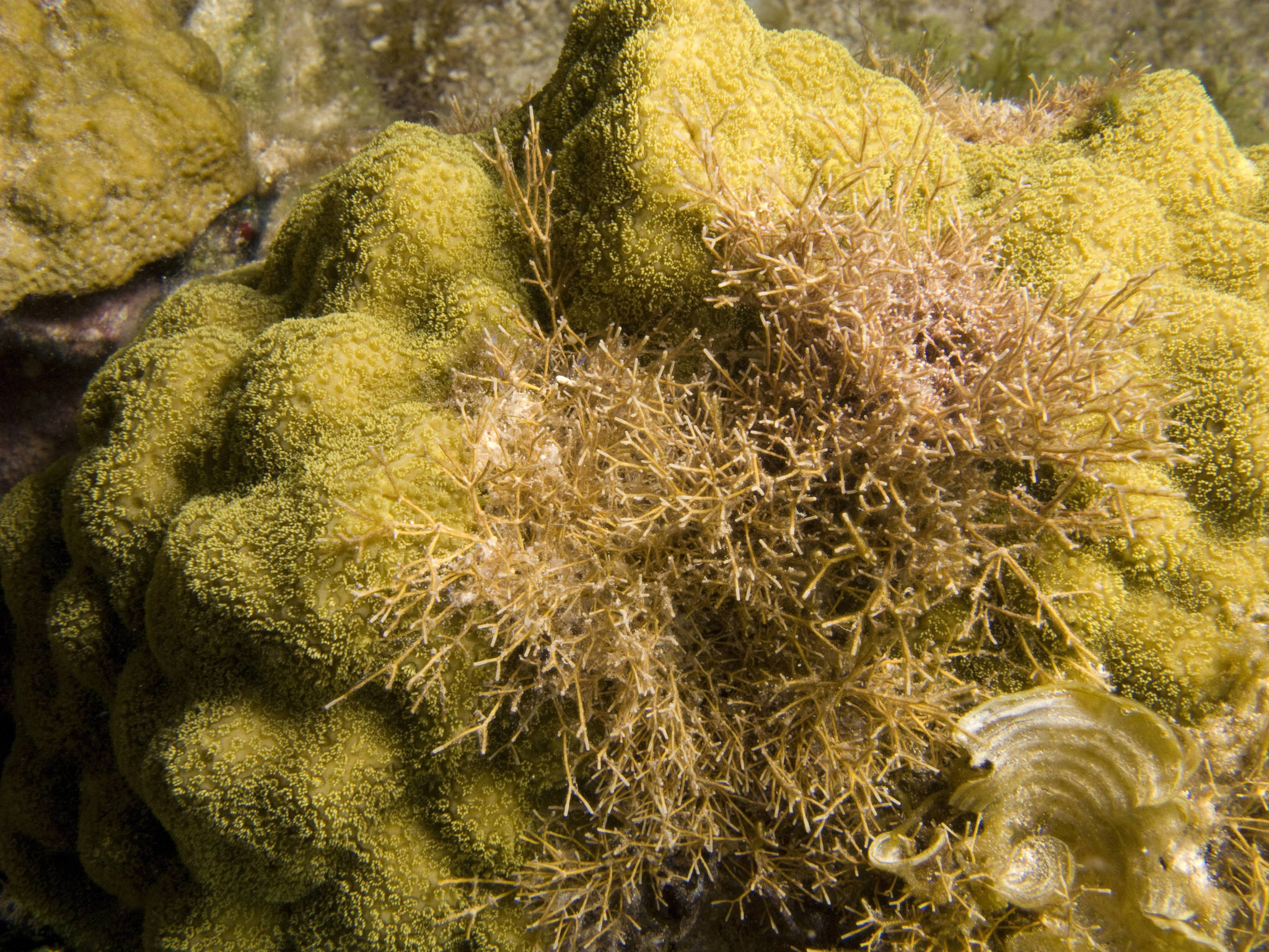 Amphiroa fragilissima