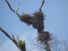 Tillandsia punctulata
