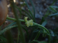Pectocarya heterocarpa