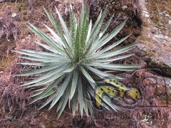 Agave schidigera