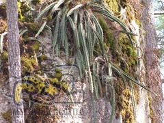Disocactus speciosus speciosus