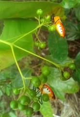 Catacanthus