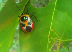 Catacanthus