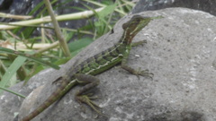 Basiliscus galeritus