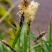 Carex scita riishirensis - Photo (c) Boris Bolshakov, some rights reserved (CC BY-NC), uploaded by Boris Bolshakov