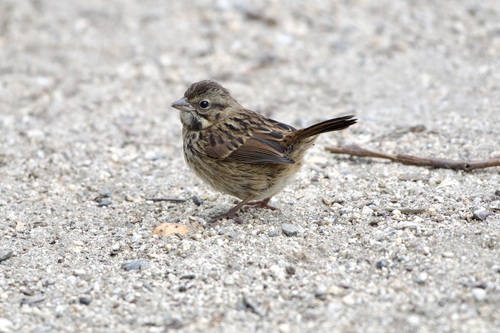 Song Sparrow photographed in California