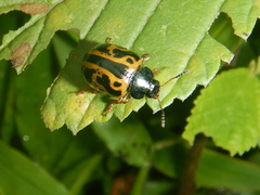 Calligrapha nupta