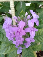 Pseuderanthemum graciliflorum