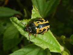 Calligrapha nupta