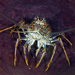 Caribbean Spiny Lobster - Photo (c) terence zahner, some rights reserved (CC BY-NC), uploaded by terence zahner