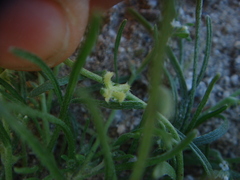 Pectocarya heterocarpa