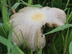 Bolbitius reticulatus