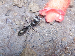 Neoponera