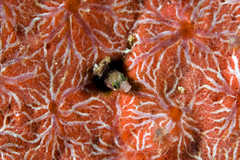 Chalinula zeae