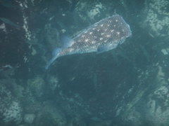 Chilomycterus reticulatus