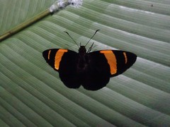 Celaenorrhinus suthina