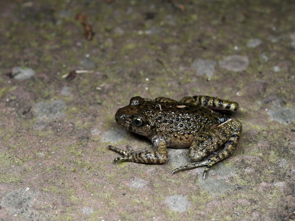 Dotted Lazy Toad