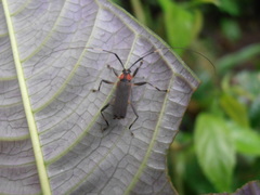 Pseudosparna pichincha