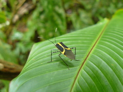 Hypselonotus linea