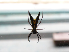 Micrathena pichincha
