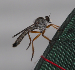 Neomochtherus schineri