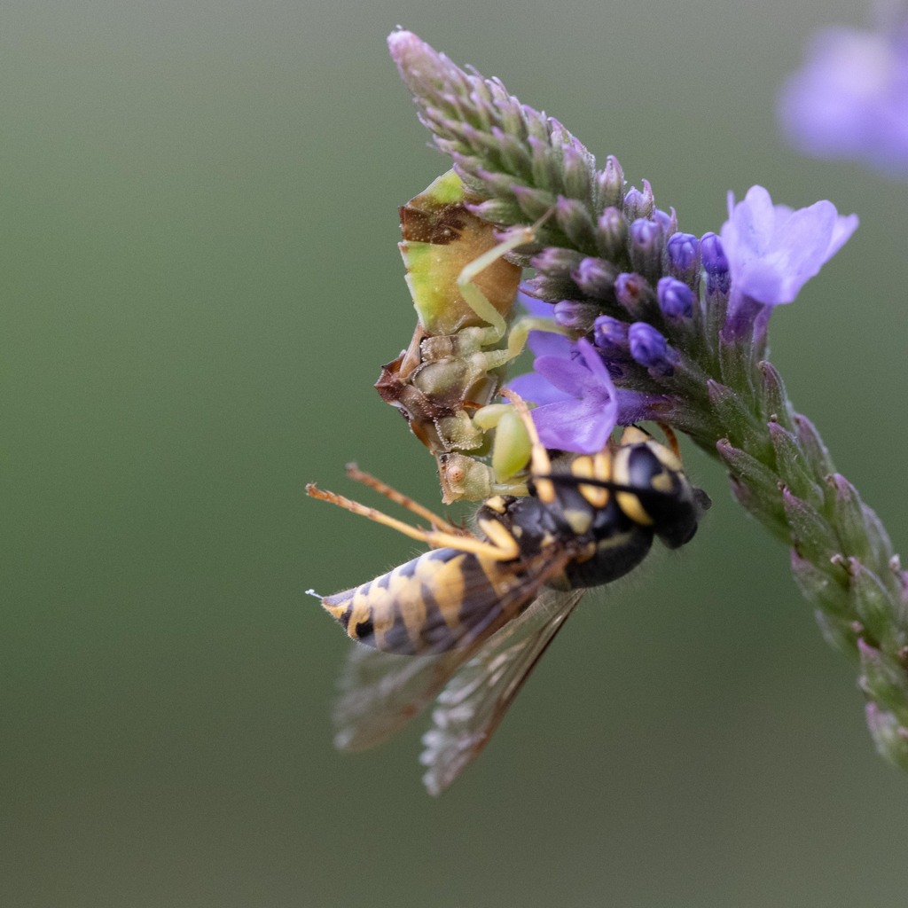 Bugs In Wisconsin Jagged Ambush Bug from Regent, Madison, WI, USA on August 8, 2023 at 07 ...