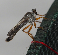 Neomochtherus schineri