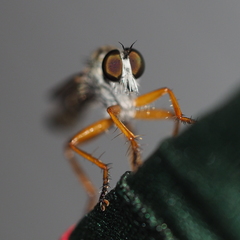 Neomochtherus schineri