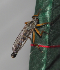 Neomochtherus schineri