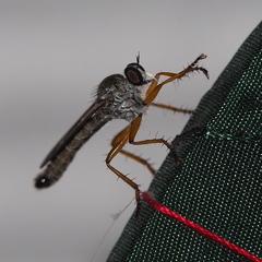 Neomochtherus schineri