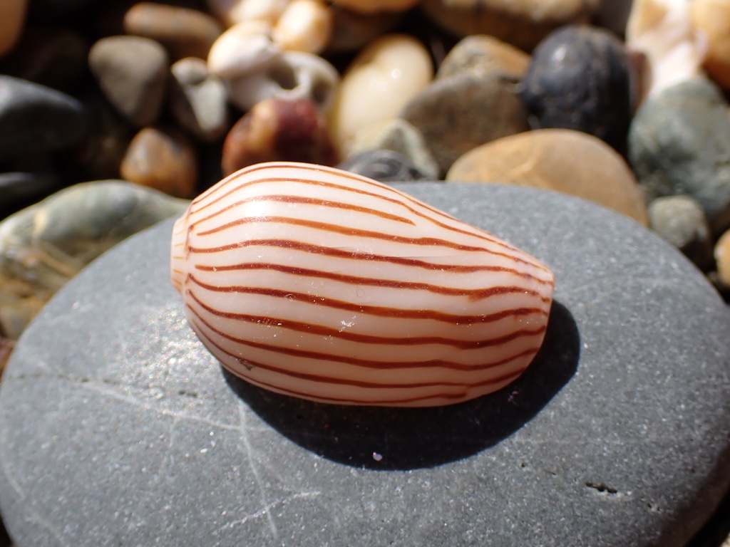Zebra Volute from Emerald Beach NSW 2456, Australia on August 9, 2023 ...