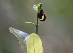 Membracis sanguineoplaga