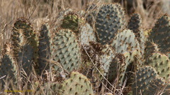 Opuntia basilaris treleasei