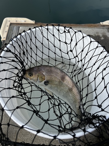 Croaker (Roncador stearnsii) — Sciaenidae — 3