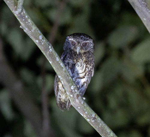Speckled Boobook (Ninox punctulata), photo 4