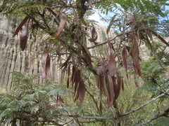 Leucaena diversifolia