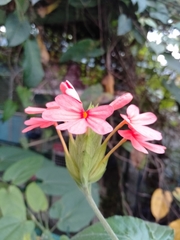 Crossandra nilotica