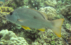 Lutjanus monostigma