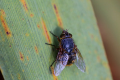 Calliphora hilli