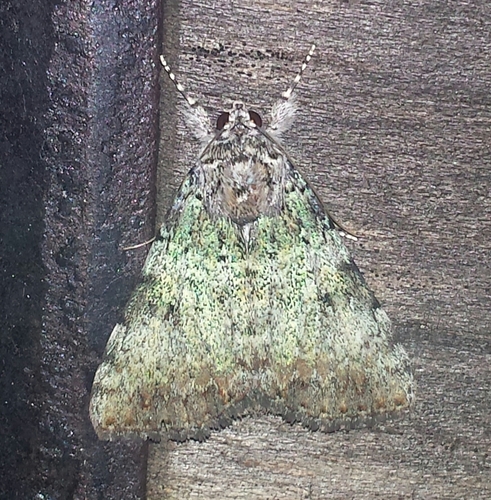Green Leuconycta Moth