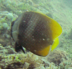 Chaetodon kleinii