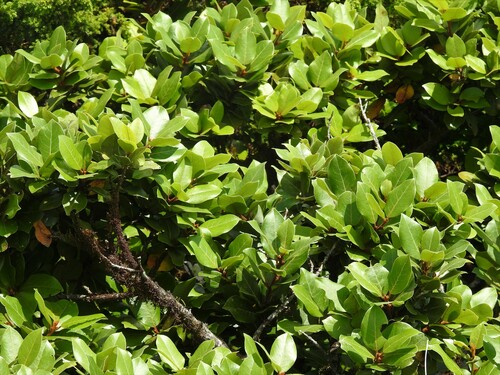 Image of Laurus azorica by (c) Louis Imbeau, some rights reserved (CC BY)