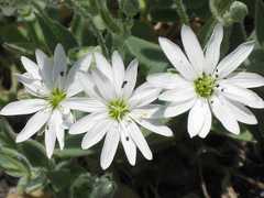Stellaria eschscholtziana