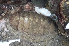 Chiton stokesii