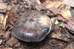 Entoloma medianox
